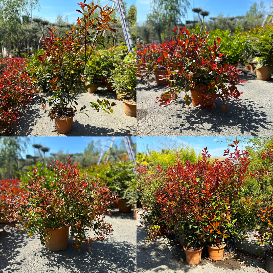 carré photinia